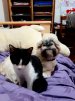 Libra-Étoile (chatte) et Cookie (chien)